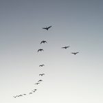 A flock of birds migrating